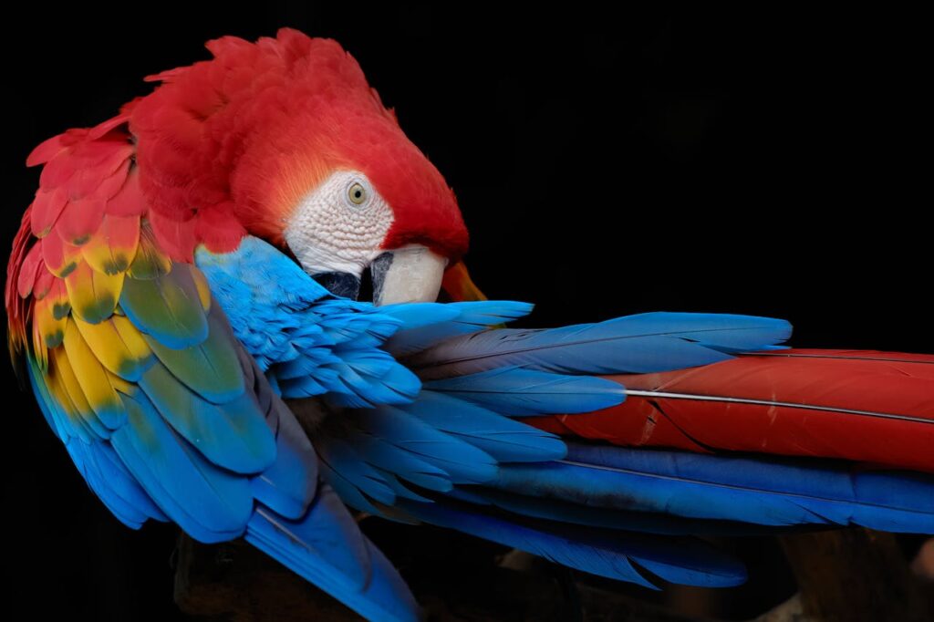 A red and blue parrot